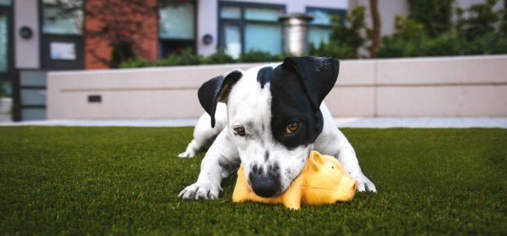 Safety First! Dog Proofing Your Home and Yard